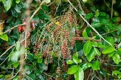 Austrosteenisia