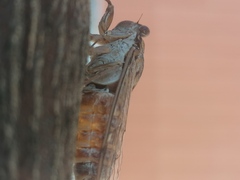Cicada