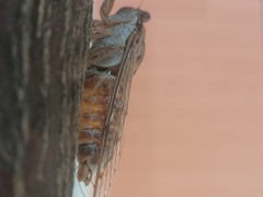 Cicada