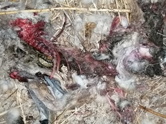 Lepus granatensis