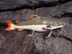 Redtail Catfish photo 3