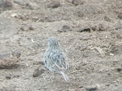 Alaudala rufescens