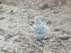 Alaudala rufescens