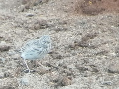 Alaudala rufescens