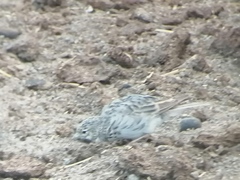 Alaudala rufescens