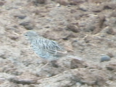 Alaudala rufescens