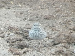Alaudala rufescens