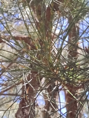 Allocasuarina fraseriana