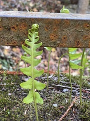 Polypodium glycyrrhiza