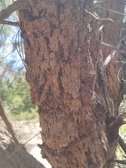 Allocasuarina fraseriana
