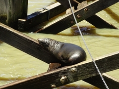 Arctocephalus forsteri