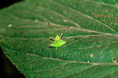 Chlorocoris distinctus
