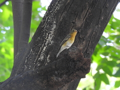 Ficedula mugimaki