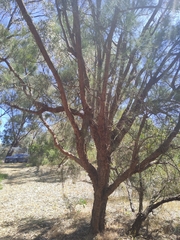 Allocasuarina fraseriana