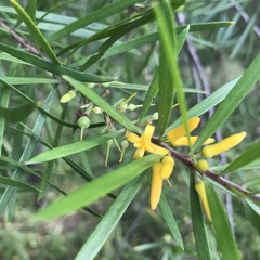 Persoonia linearis