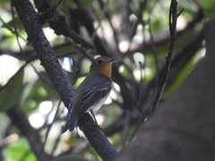 Ficedula mugimaki