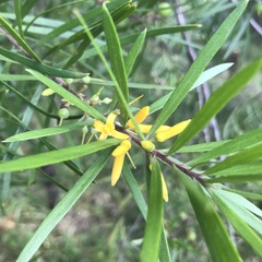 Persoonia linearis