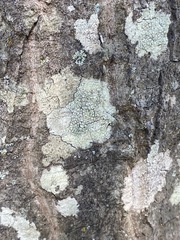 Pertusaria texana