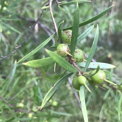 Persoonia linearis