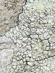 Pertusaria texana