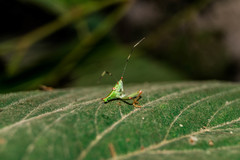Chlorocoris distinctus