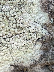 Pertusaria texana