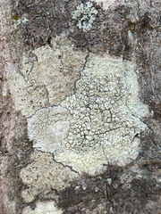 Pertusaria texana