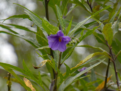 Solanum laciniatum