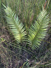 Telmatoblechnum indicum