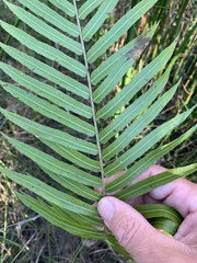 Telmatoblechnum indicum