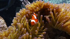 Amphiprion percula