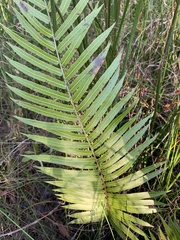 Telmatoblechnum indicum