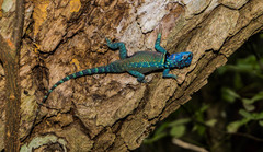 Sceloporus minor cyaneus