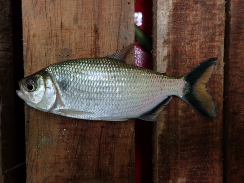 Sicklefin tetra (Brycon falcatus) — Bryconidae — 2