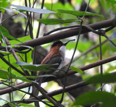 Hemixos castanonotus