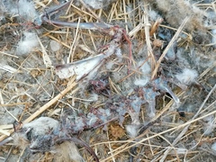 Lepus granatensis