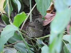 Locustella lanceolata