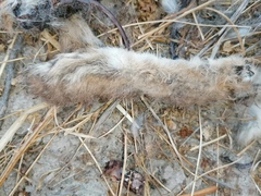 Lepus granatensis