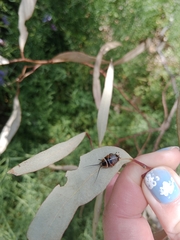 Ellipsidion australe