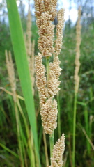 Beckmannia syzigachne