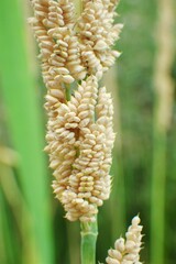 Beckmannia syzigachne