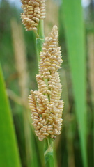 Beckmannia syzigachne