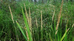 Beckmannia syzigachne