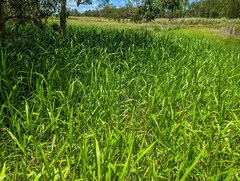 Hymenachne amplexicaulis