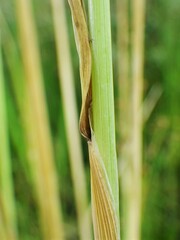 Beckmannia syzigachne