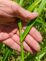 Hymenachne amplexicaulis