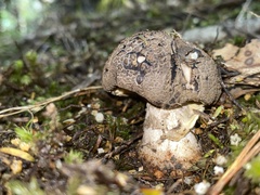 Amanita nothofagi
