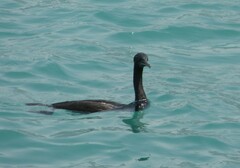 Phalacrocorax nigrogularis