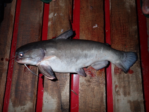 Black driftwood catfish (Trachycorystes trachycorystes) — Auchenipteridae — 4