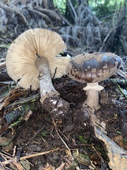 Amanita nothofagi